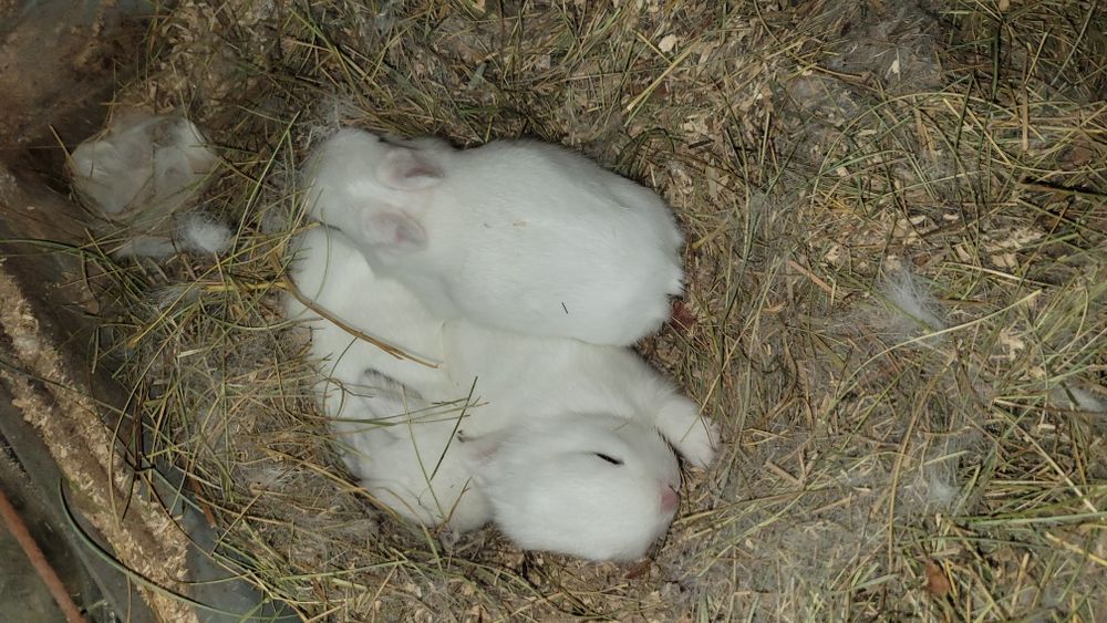 Króliczki karzełki, rex, miniaturki urodzone 17.11