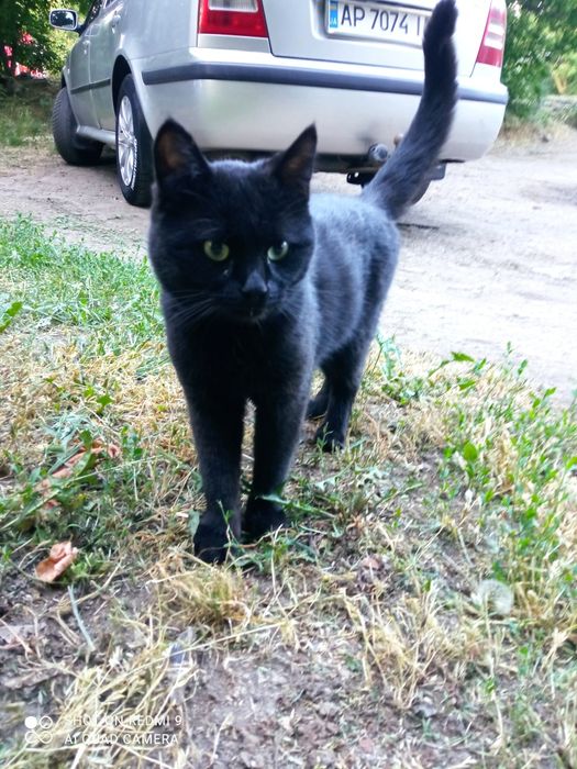 Угольок в пошуках родини