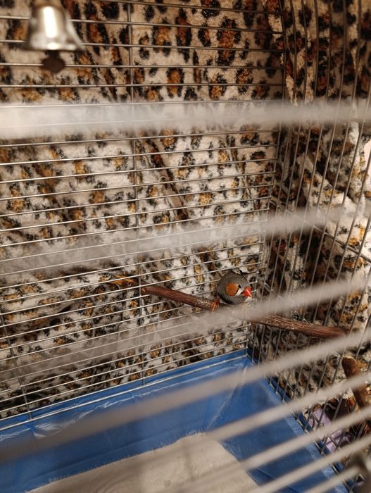 Клітка для амадина.