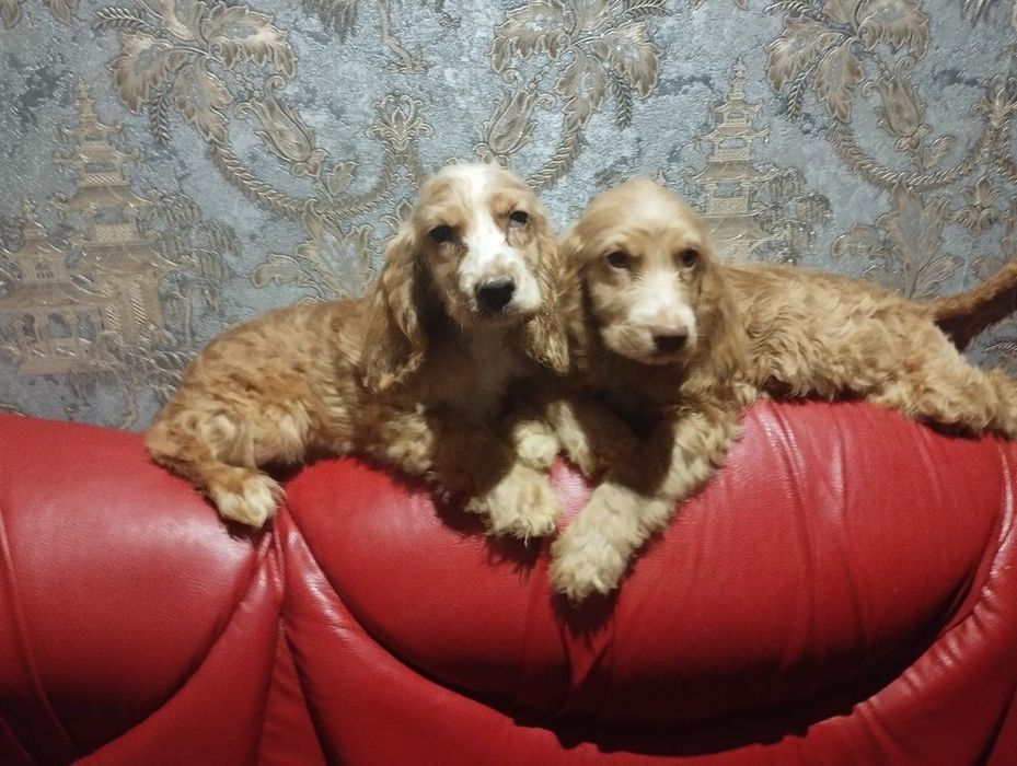 Дівчинка та хлопчик англійських кокер спаніелів доставка в Польщу.