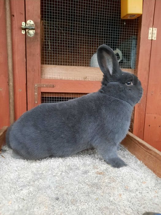 Samiec z rodowodem wiedenskie niebieski WN dorosły 95 punktów