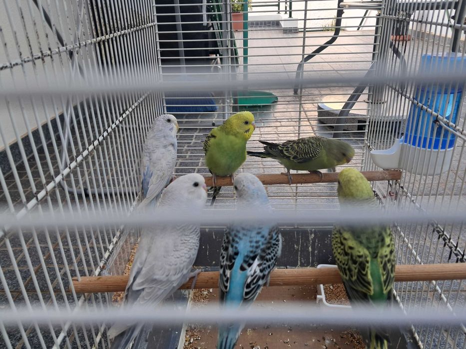 Periquito australiano