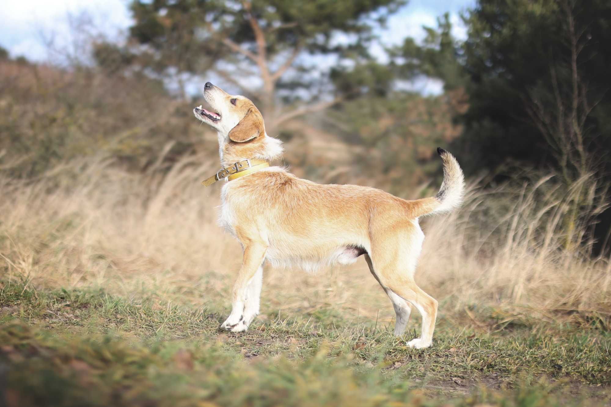 Smutny, śliczny CZAPI szuka domu !! Do adopcji !!