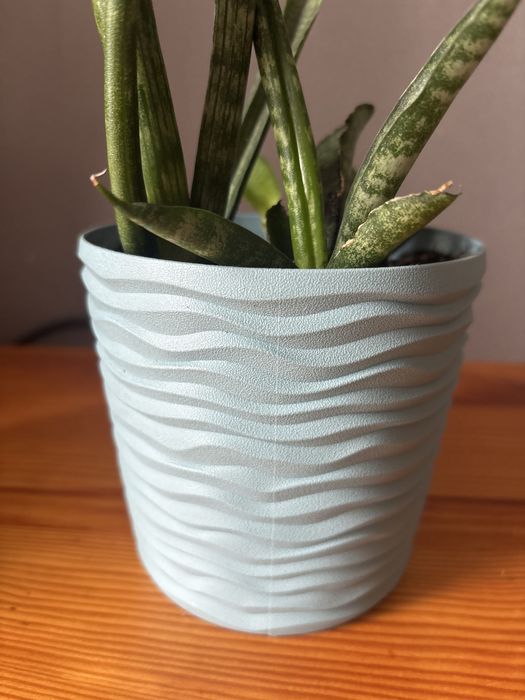 Сансевієрія, квітка, квіти, кімнатні, дім, сад