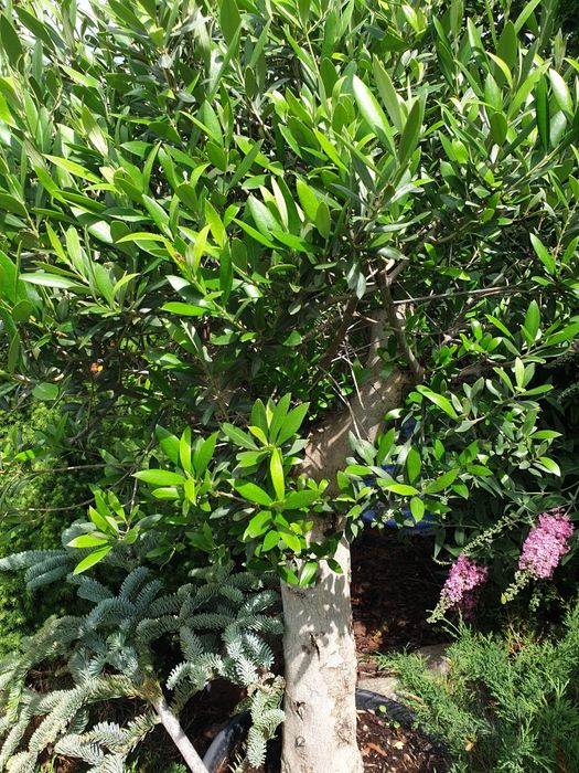 Oliwka europejska duży okaz