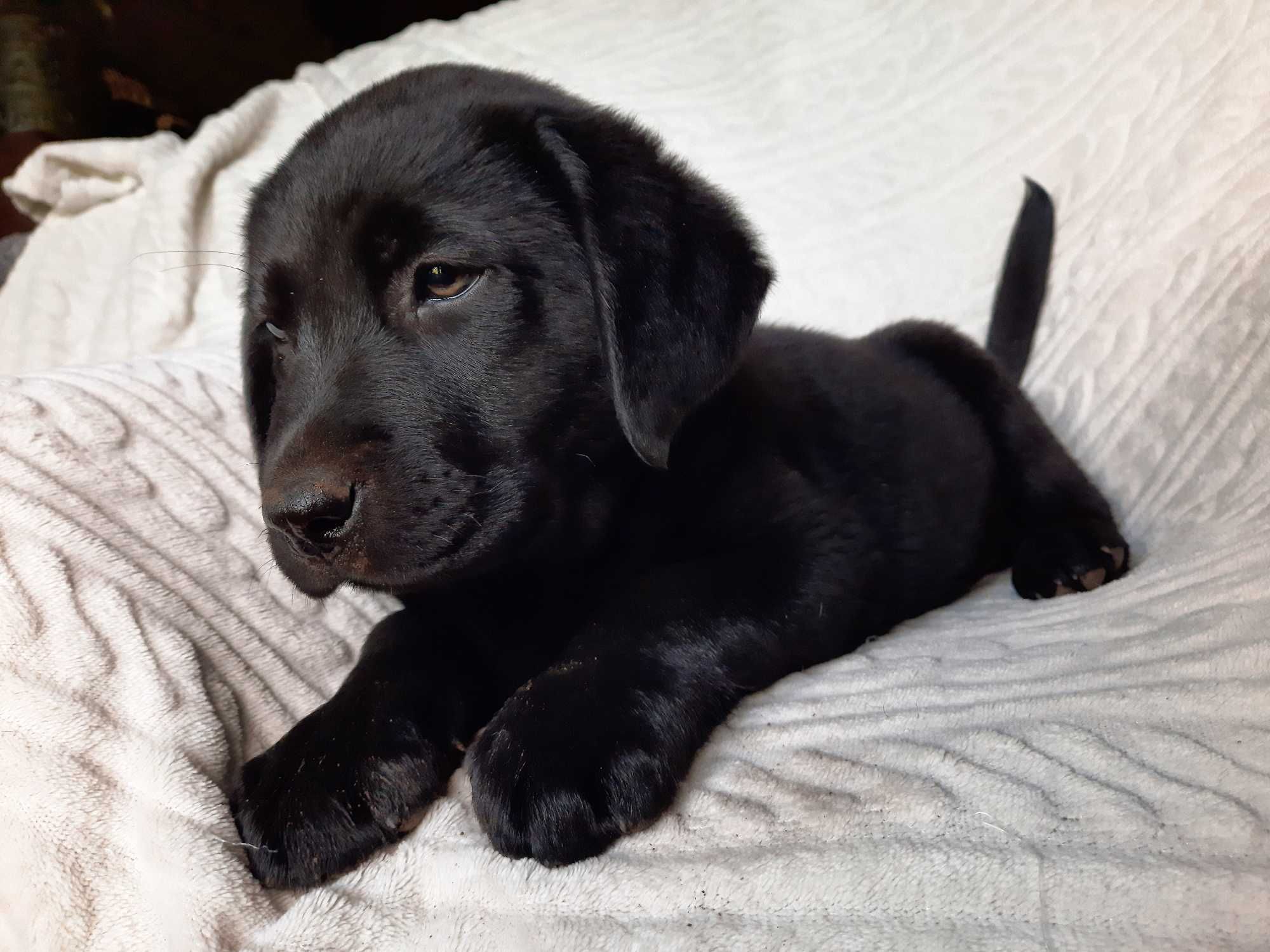 Labrador retriever, labradory czarny piesek ZKwP ,FCI