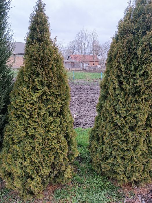 Ялівці блю ерров та туї  смарагд