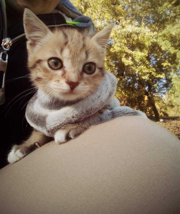 Котенок маленький рысенок