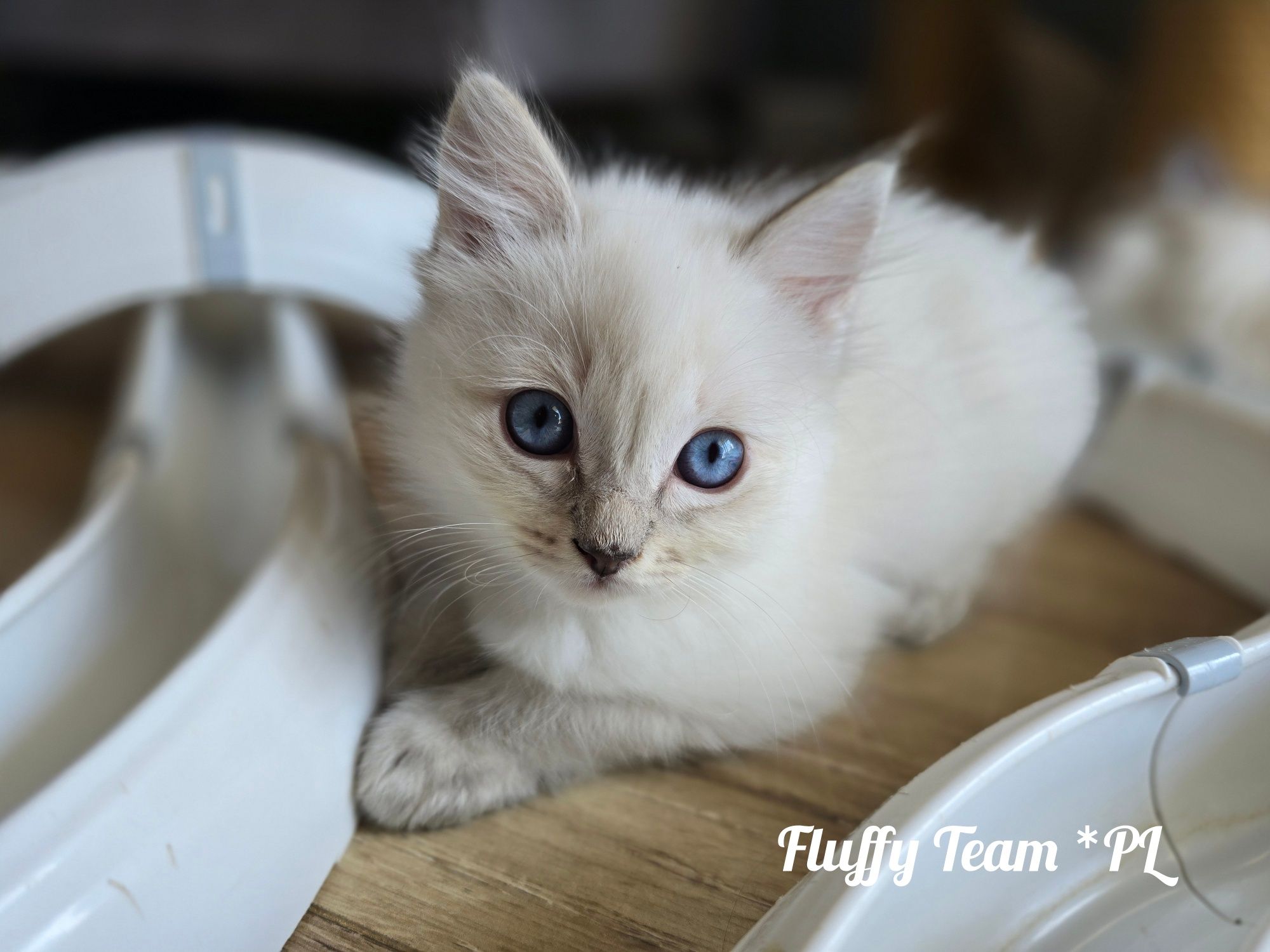 Koteczka Ragdoll Ibiza