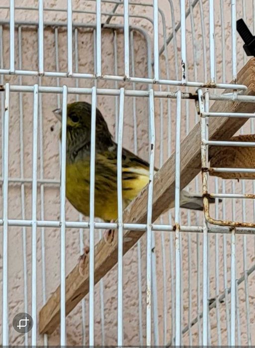 Canarios machos de 2024