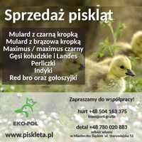 pisklęta kaczki mulard, pekin, barbarie, gęsi, perliczki, indyki