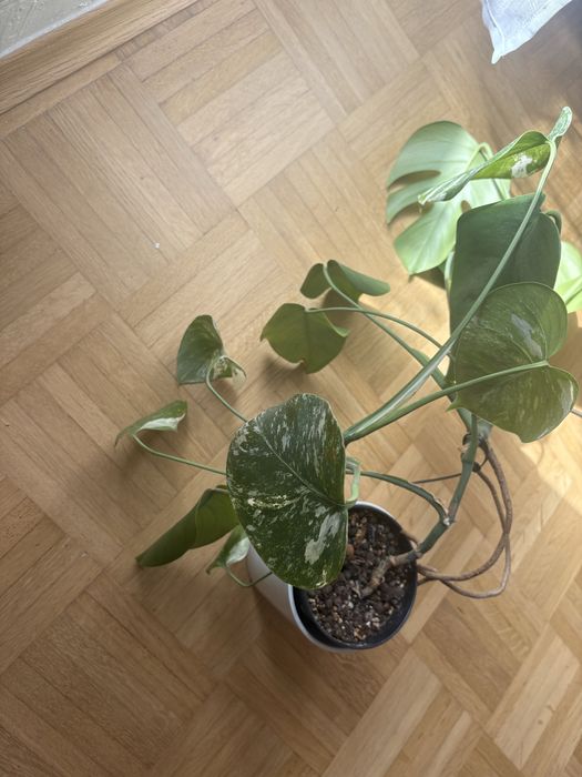 Monstera variegata