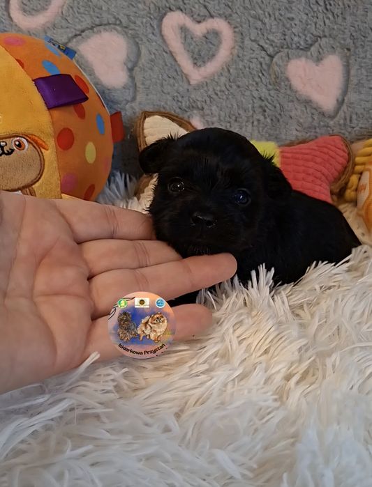 Maleńka suczka Yorkshire Terrier Black.