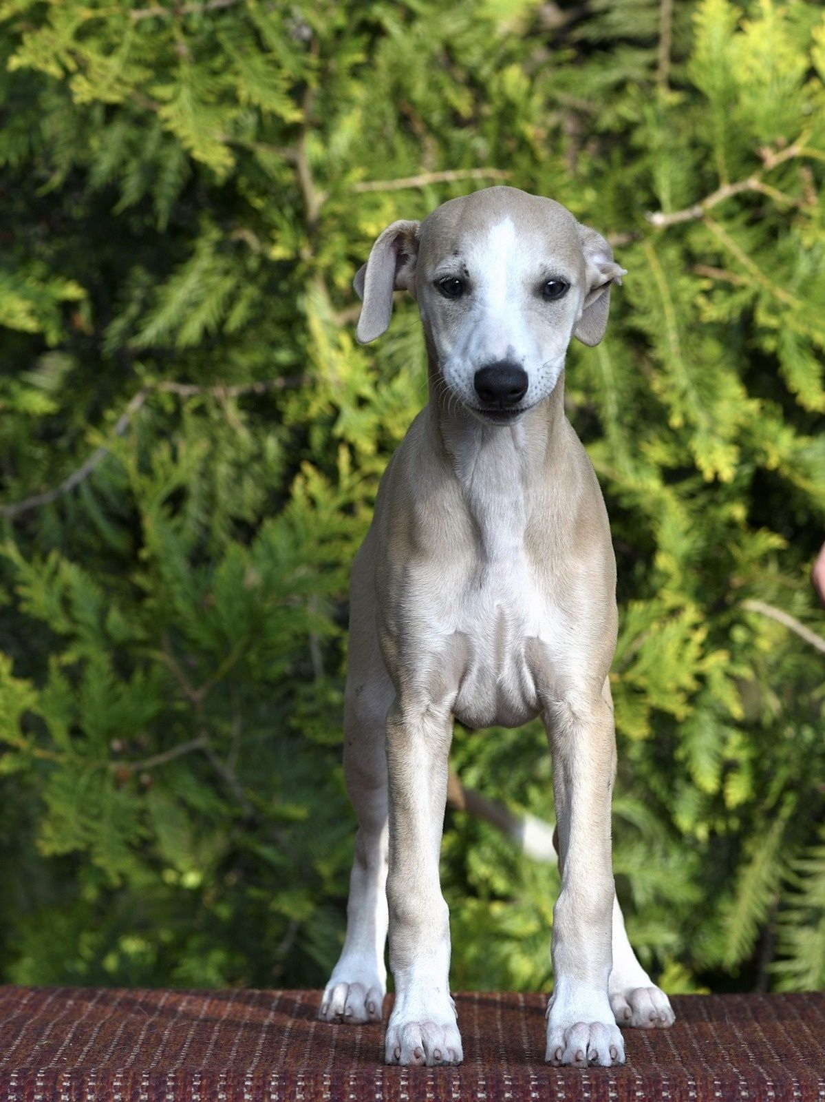 Chart angielski Whippet suczka
