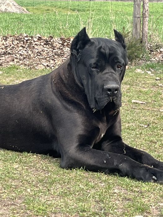Cane Corso Pies zaprasza