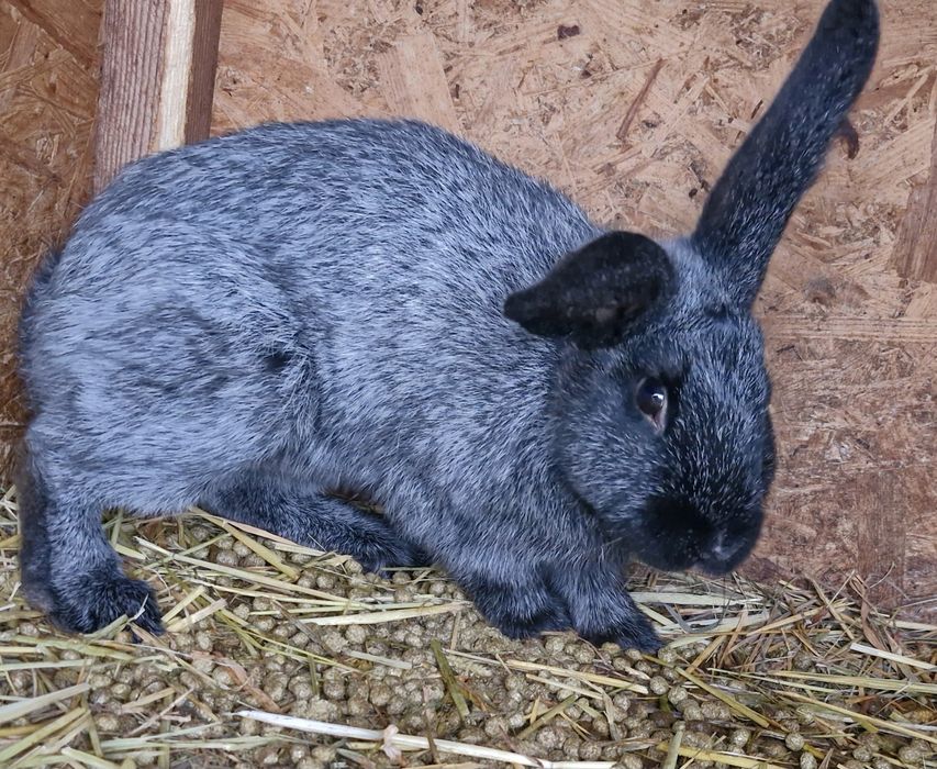 Продам кролів живою вагою