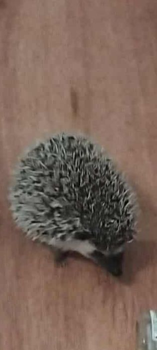 Jeż pigmejski 4,5 msc i klatka