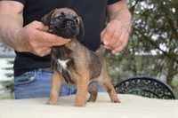 Border Terrier FCI