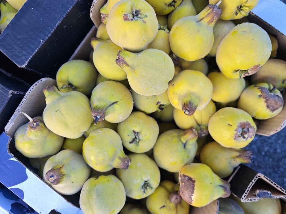 Pigwa gruszkowa z własnego ogrodu na soki nalewki galaretki