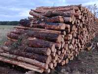 Drewno sosna S2A dł 2,5m opałowe kominkowe