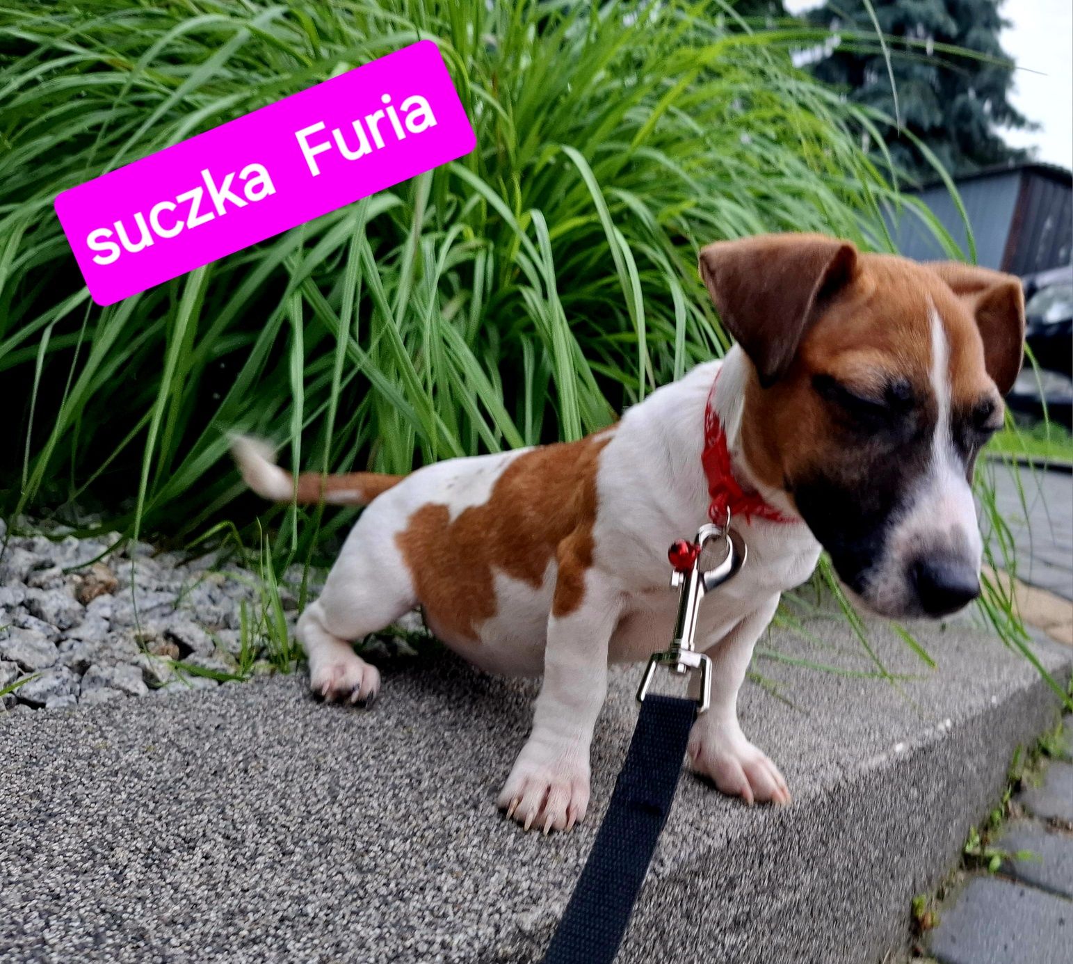 Piękna Furia !!! Jack Russell krótkie nóżki RODZICE W HODOWLI