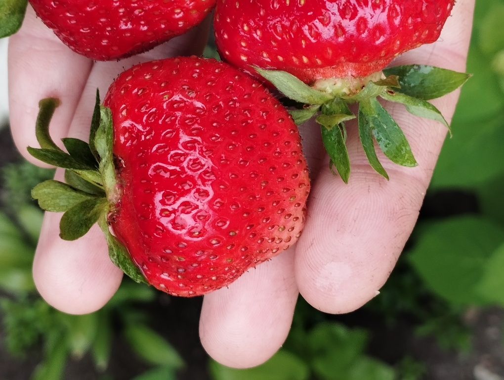 Продам саджанці клубники