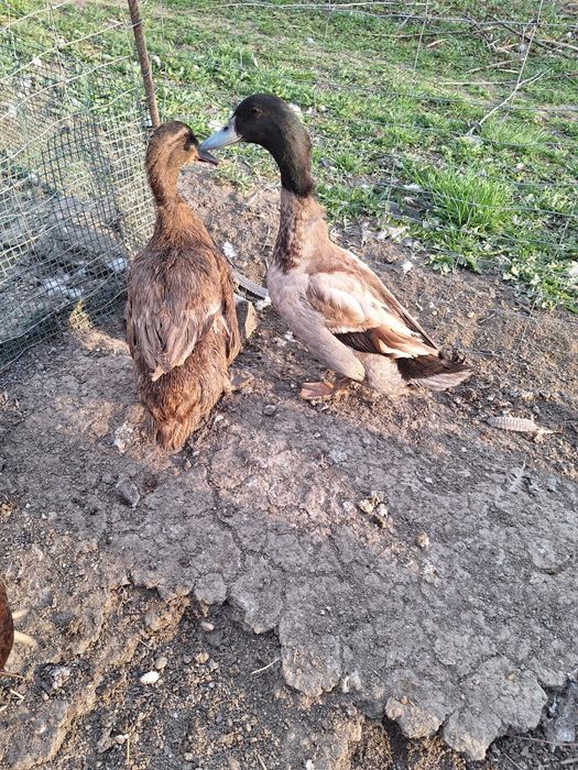 Kaczki k ho jaja jajka legowe.