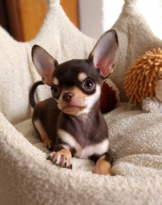 ** Gizmo ** Chihuahua śliczny chłopiec