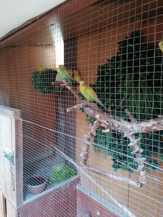 Piriquitos de várias cores