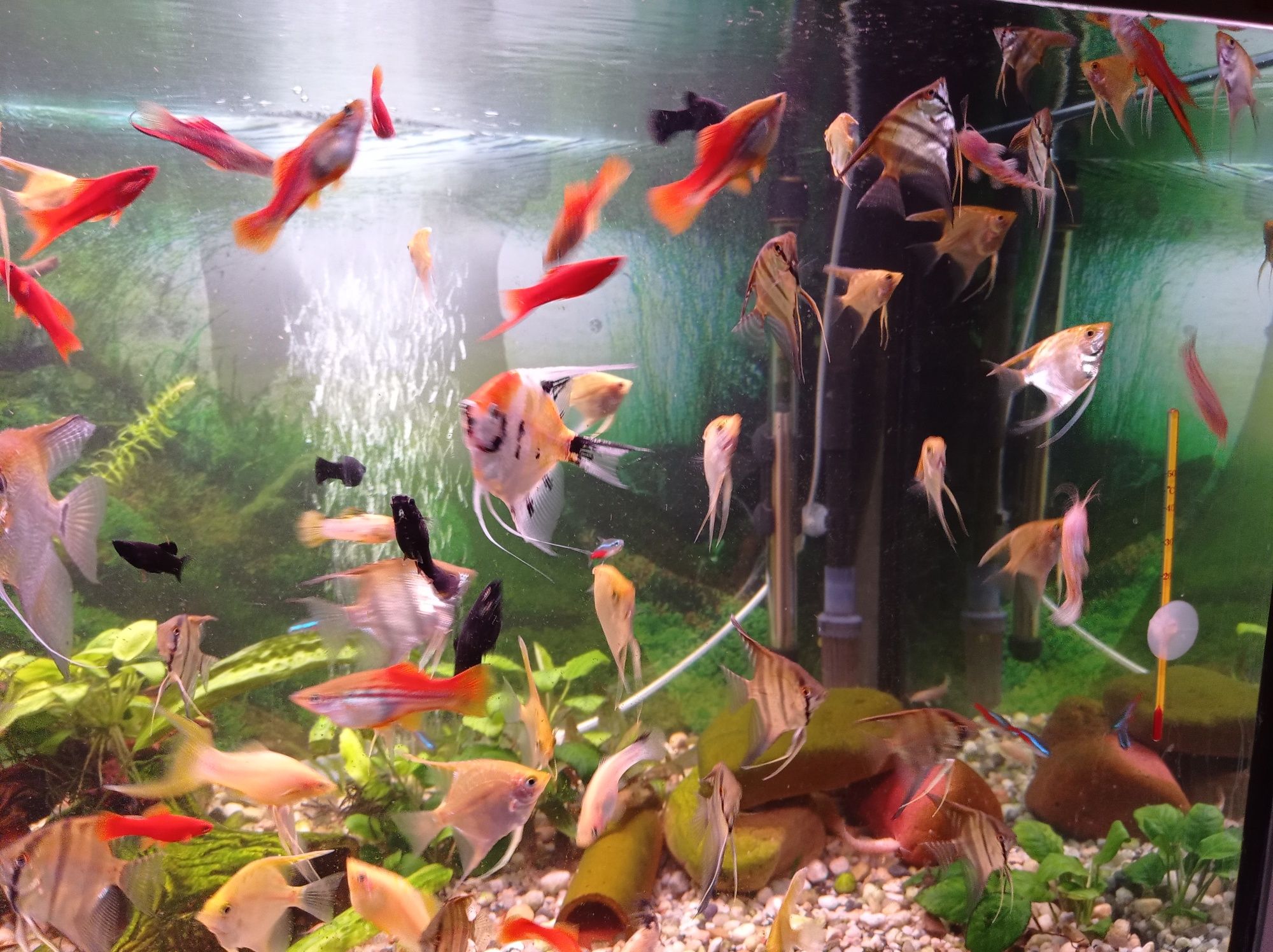 Rybki kolorowe Tetra do akwarium - różne kolory