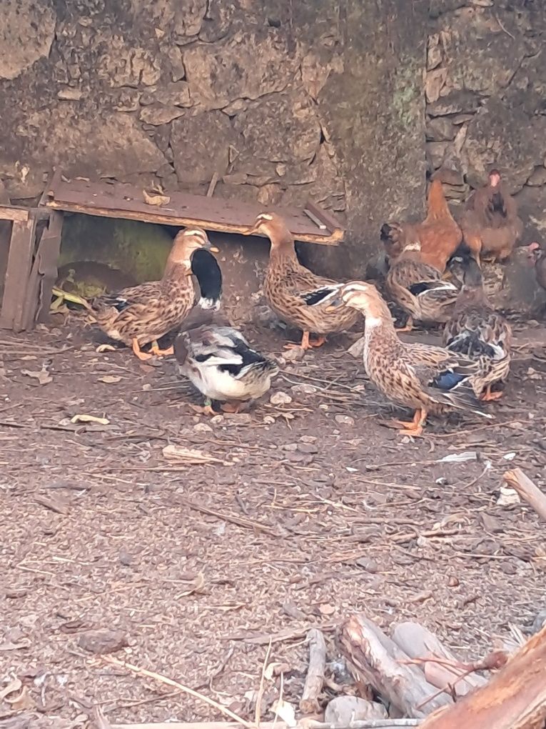 Trio de patos rouen