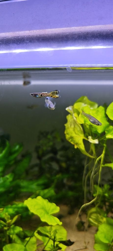 Guppys snakeskin