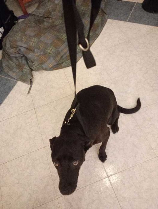 Trela para dois cães