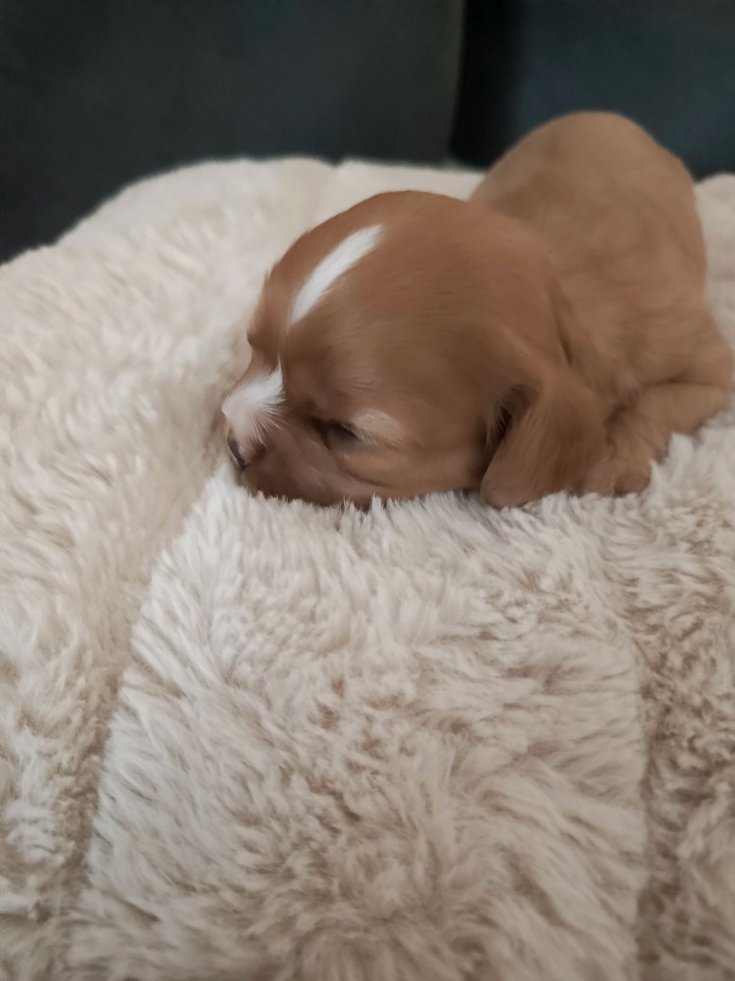Piesiu  Ruby Cavalier Charles spaniel badanie genetyczne