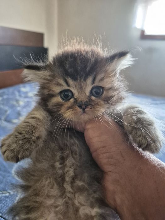 British femea brown tabby