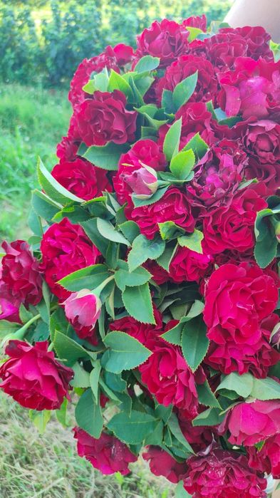 Róże z gołym korzeniem gat.2 wiele kolorów