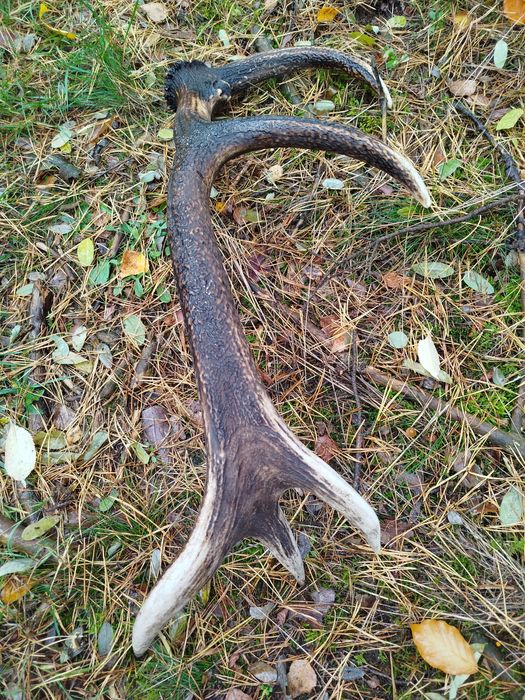 Poroże róg jelenia duży