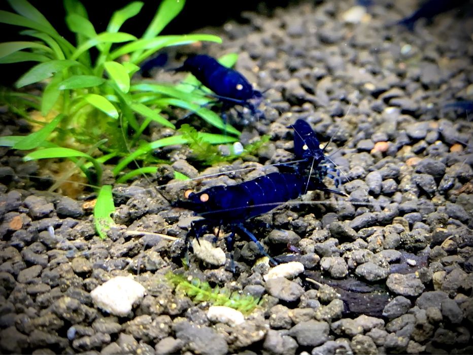 Krewetki Royal Tiger OE Caridina Niebieskie