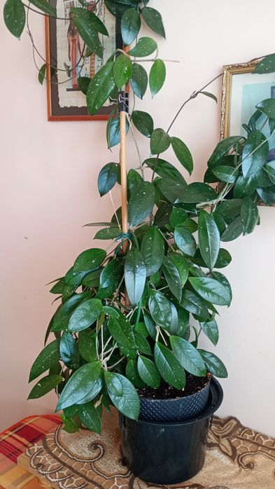 Kwiat doniczkowy"Hoja"
