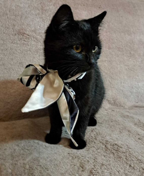 Майже пантера  ( вже  стерилізована ! )