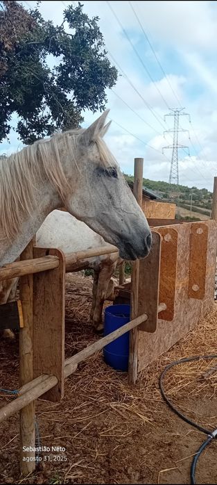 Egua Lusitana Montada
