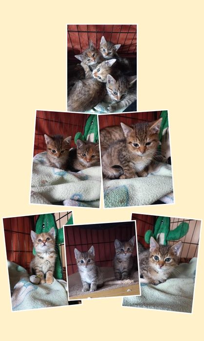 Puchate kociaki szukają domów