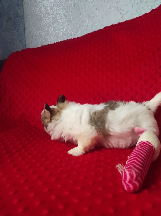 НУ очень красивый малыш!!!