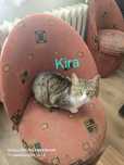 Koty do adopcji -oddania