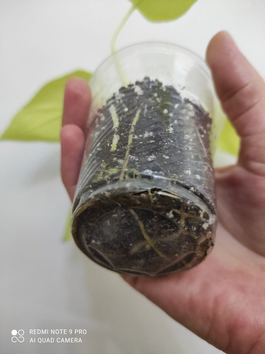 Філодендрон Голд Сатін