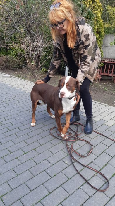 Śliczny młody piesek Dexter do adopcji ze schroniska.