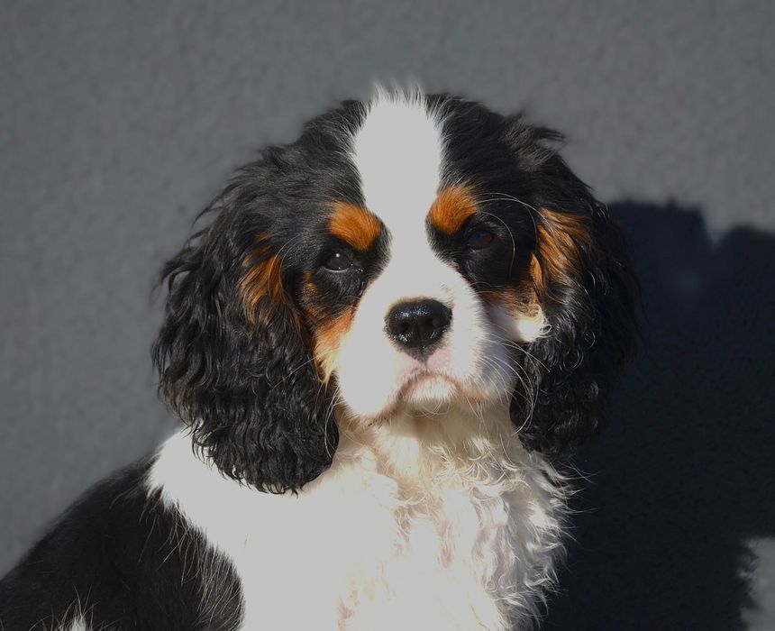 Cavalier King Charles Spaniel - piesek FCI