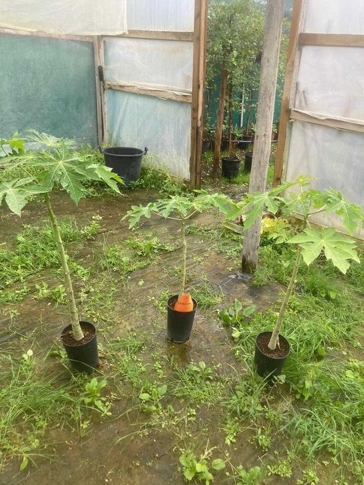 Papaia (Carica Papaya)