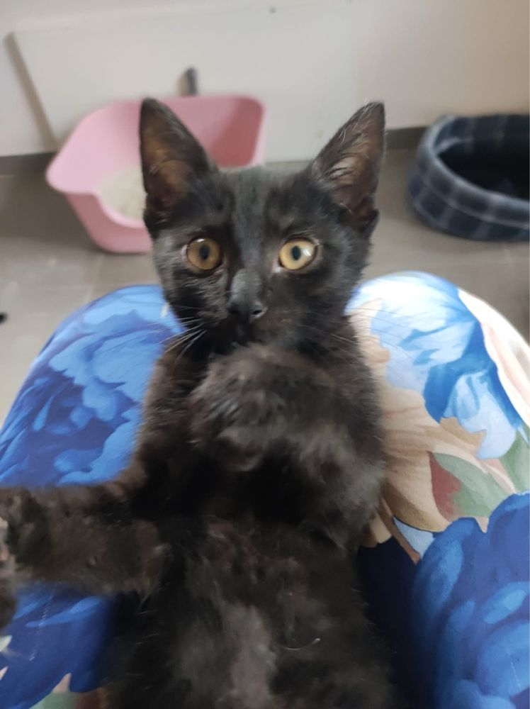 Edi i Fredi kot koty kociaki kotki do adopcji oddam za darmo