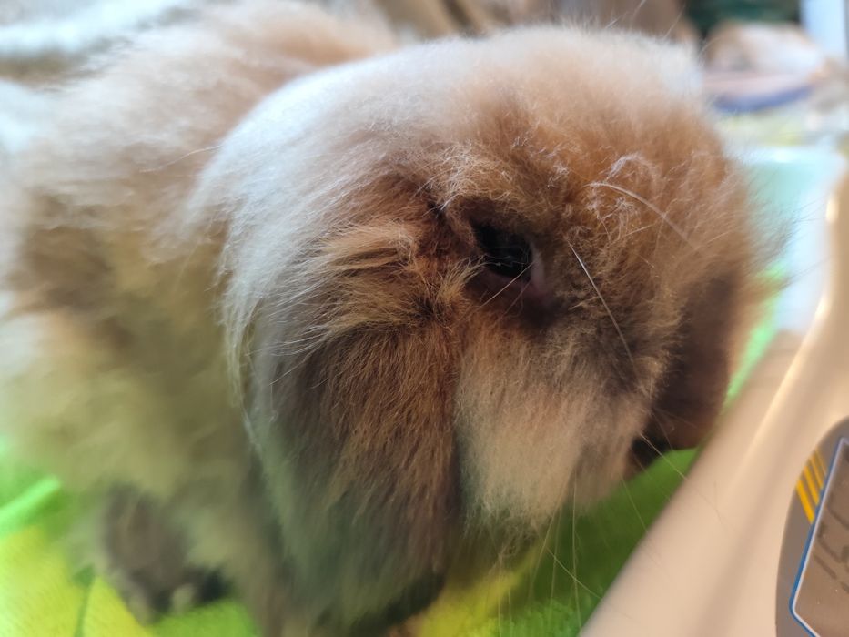 Coelho anão que parece um peluche!